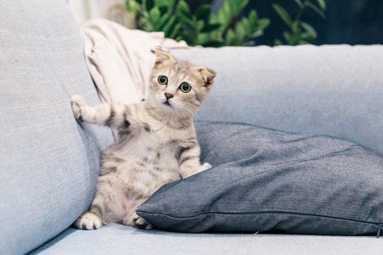 a cat is sitting on a couch with a pillow