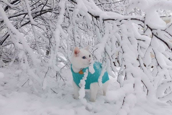 a white cat wearing a blue sweater in the snow