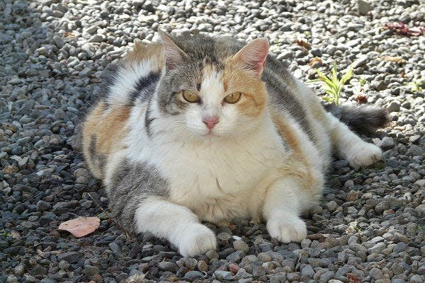 a calico cat sitting on a gravel ground