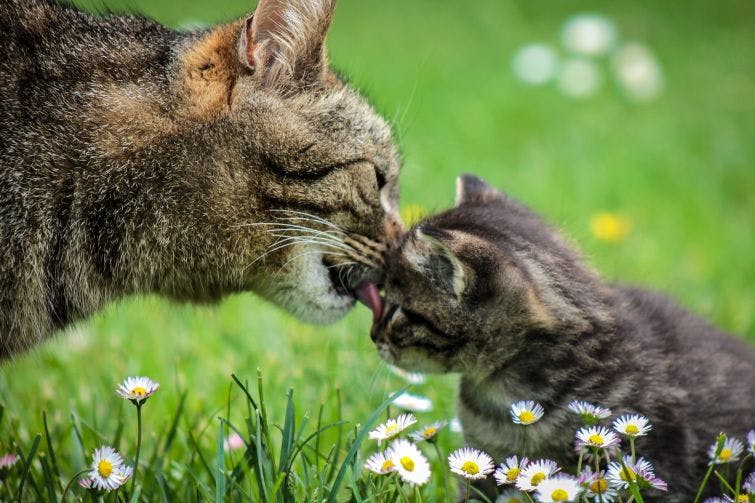 a cat licking a kitten's face in a field of flowers