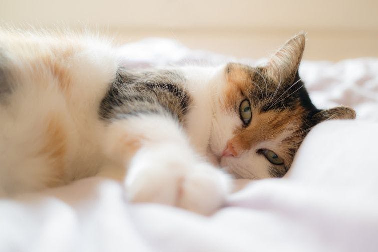 a cat laying on top of a white bed