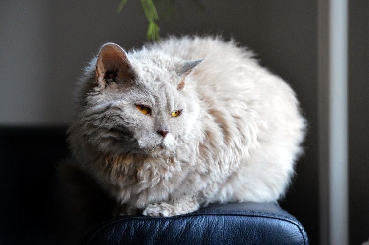 a fluffy white cat sitting on top of a black chair