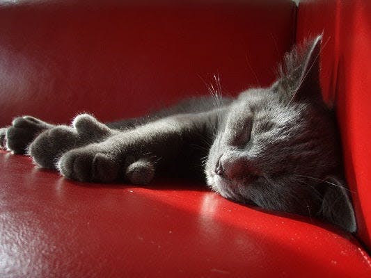 a black cat is sleeping on a red couch