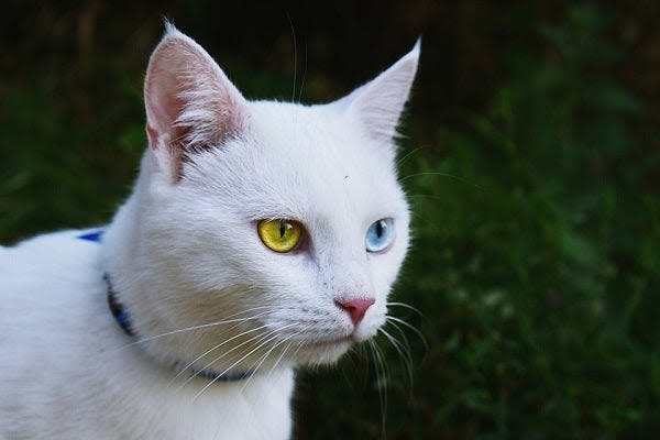 a white cat with yellow eyes standing in the grass