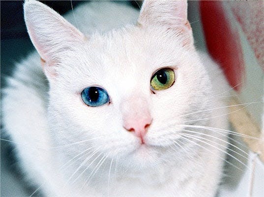 a close up of a white cat with blue eyes
