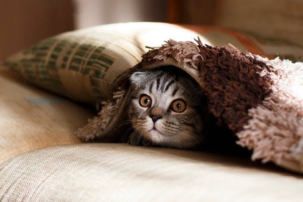 a cat hiding under a blanket on a couch