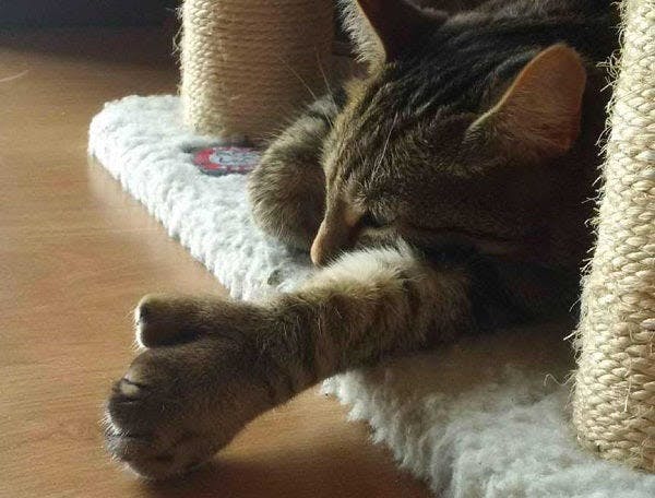 a cat laying on top of a scratching post
