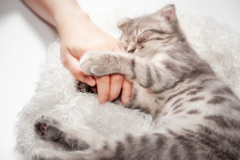a person petting a cat laying on top of a white blanket