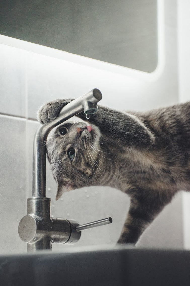 a cat is drinking from a faucet in a bathroom
