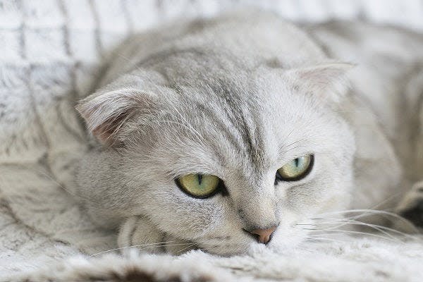a gray cat laying on a white blanket