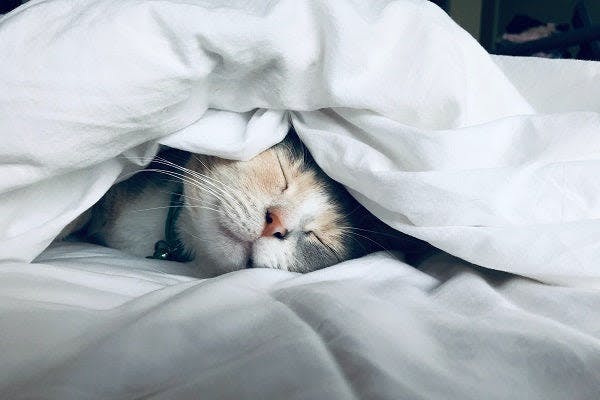 a cat is sleeping under a blanket on a bed