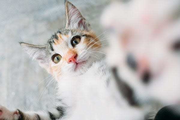 a kitten is looking up at the camera
