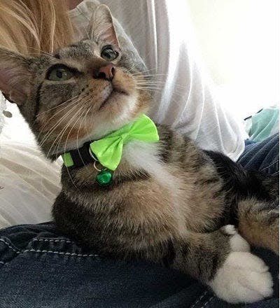 a cat wearing a green bow tie sitting on a person's lap