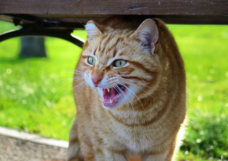 an orange and white cat yawns under a bench