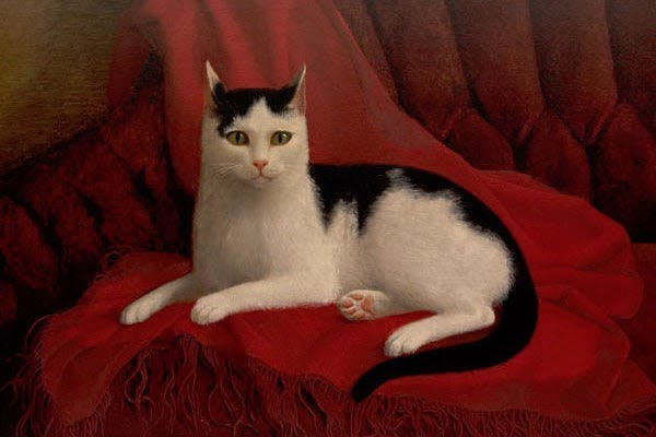 a black and white cat sitting on a red blanket