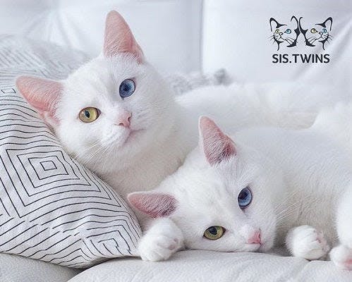 a couple of white cats laying on top of a white couch