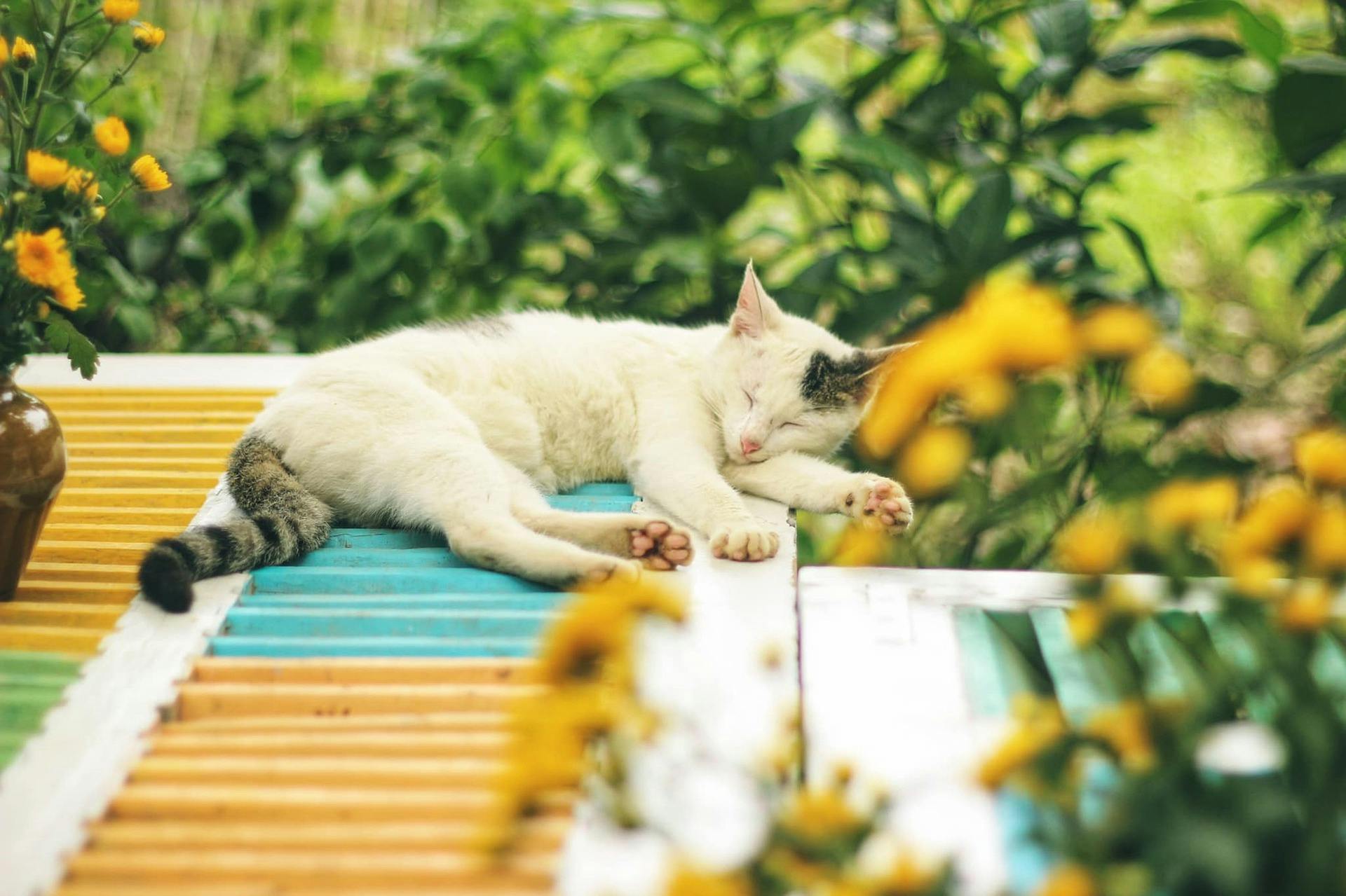 Heat Stroke in Cats: Signs, Prevention, and Treatment