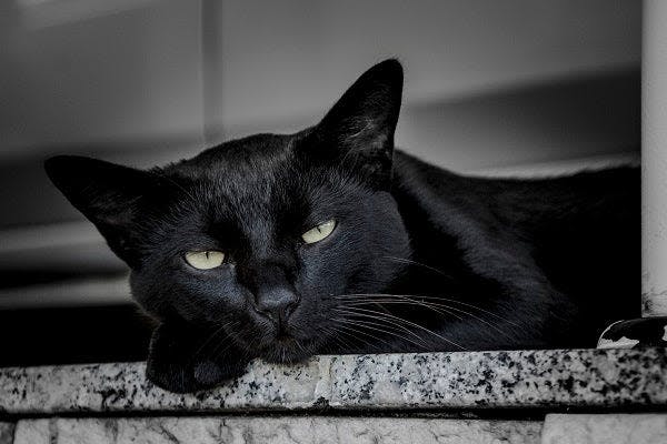 a black cat laying on top of a window sill