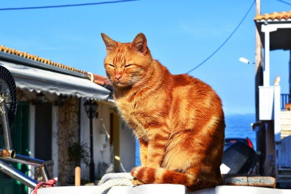 an orange cat sitting on top of a white boat