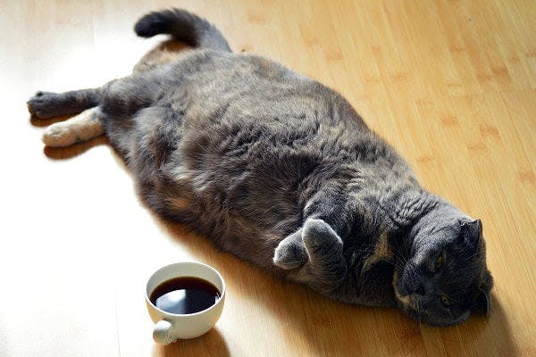 a cat laying on the floor next to a cup of coffee