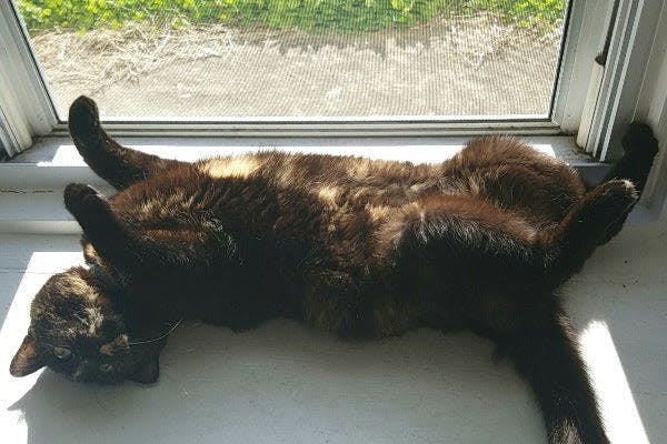 a cat laying on its back on a window sill