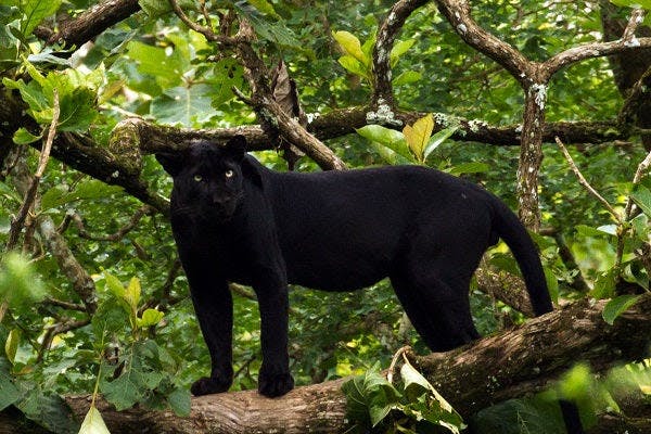 a black leopard standing on top of a tree branch