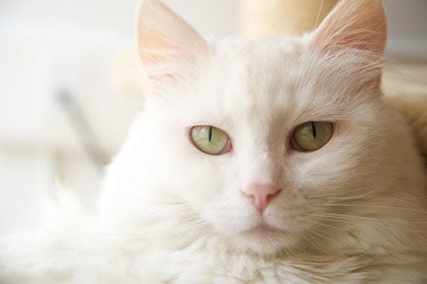 a white cat with green eyes laying on a bed