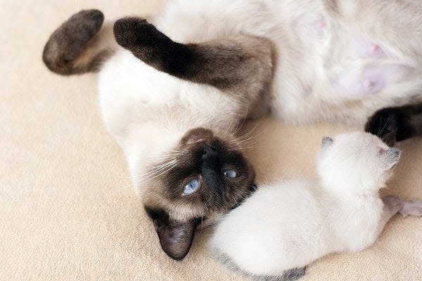a siamese cat playing with a baby cat