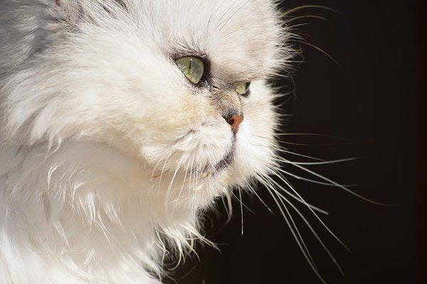 a close up of a white cat with green eyes