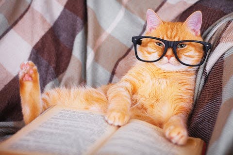 a cat wearing glasses reading a book on a couch