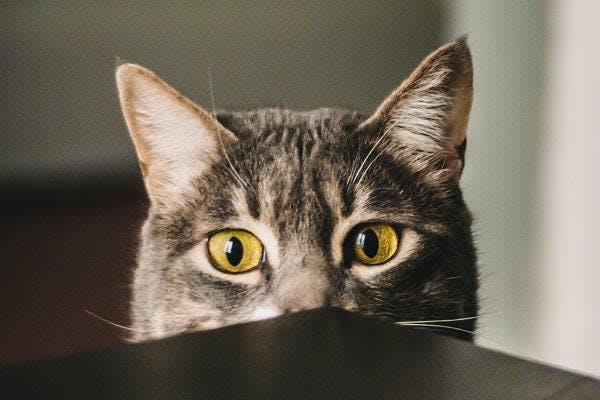 a close up of a cat looking over a table
