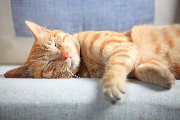 an orange cat is sleeping on a couch