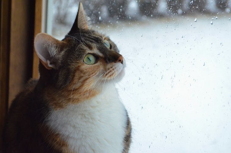 a cat looking out a window in the snow