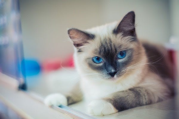 a siamese cat with blue eyes sitting on a counter