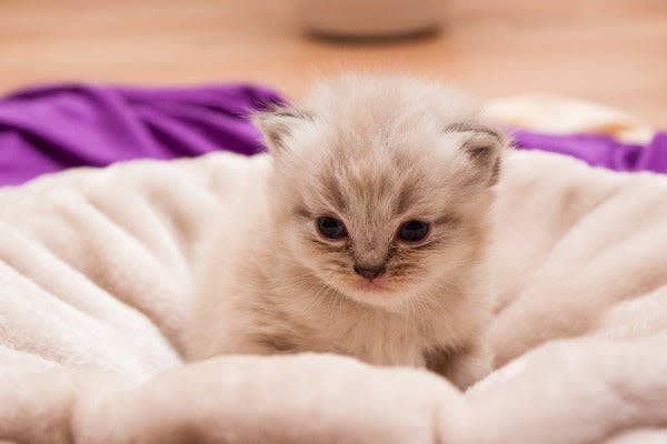 a small kitten is sitting in a bed