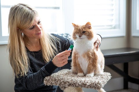a woman brushing a cat's fur with a toothbrush
