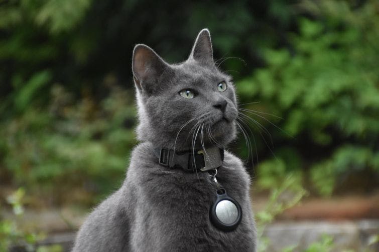 a gray cat with a collar and a bell