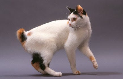 a white and black cat standing on its hind legs