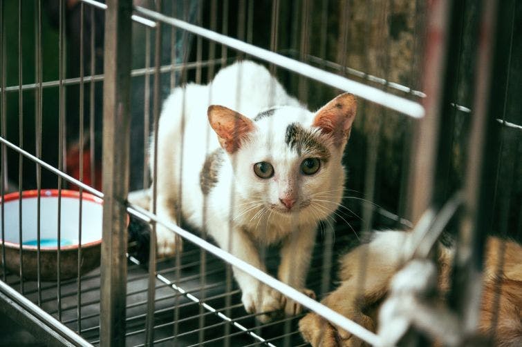a white and brown cat in a cage