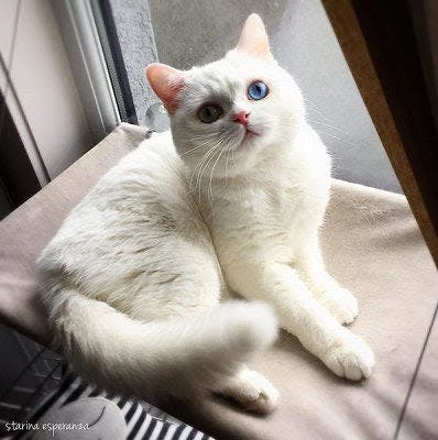 a white cat with blue eyes sitting on a window sill