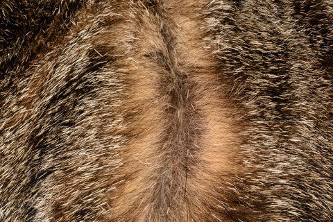 a close up view of a cat's fur