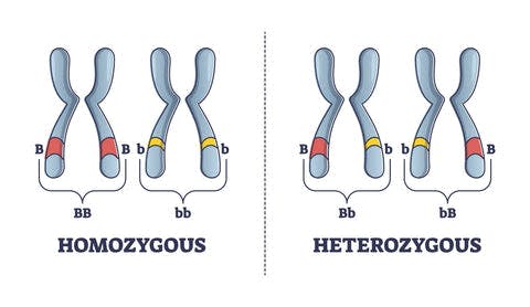 a diagram of homozygous and heterozygous