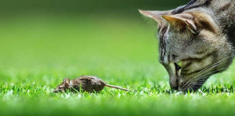 a cat sniffing a mouse in the grass