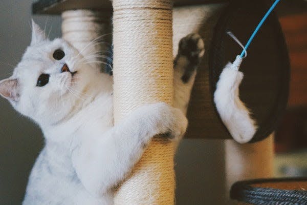 a white cat playing on a scratching post