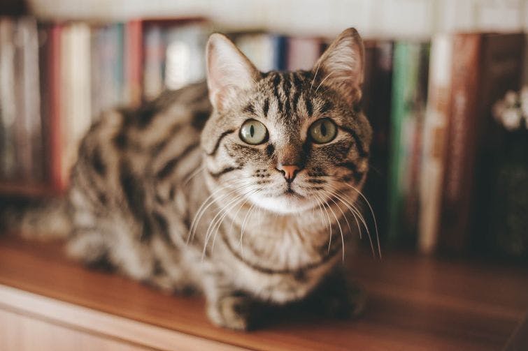 a cat sitting on top of a wooden shelf next to a bookshelf