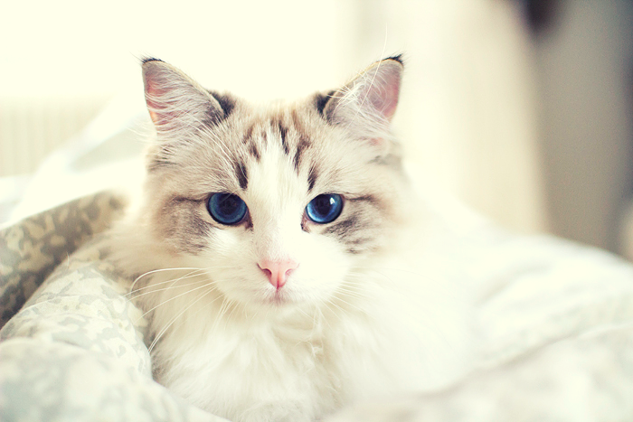 a cat with blue eyes laying on a bed