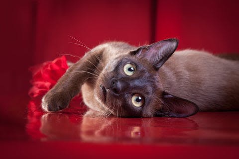 a siamese cat laying on a red couch