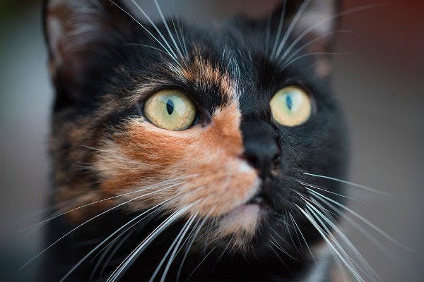 a close up of a cat with green eyes