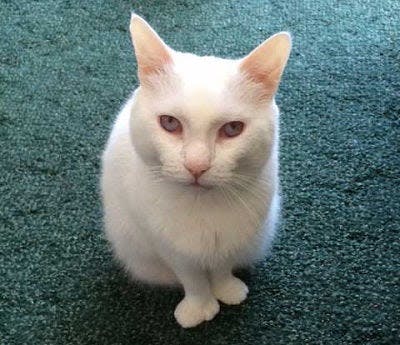a white cat sitting on a green carpet