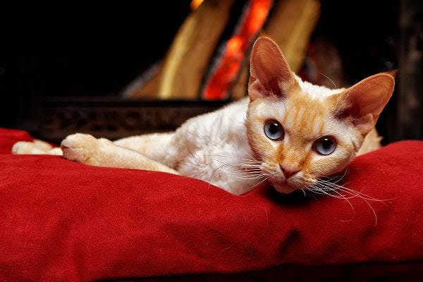 a cat laying on a red pillow in front of a fire place